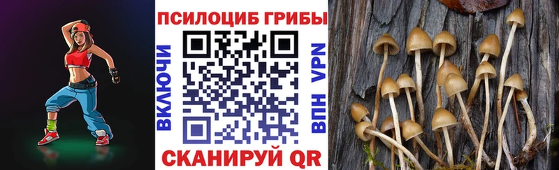 Псилоцибиновые грибы Psilocybine cubensis  площадка состав  Дивногорск 